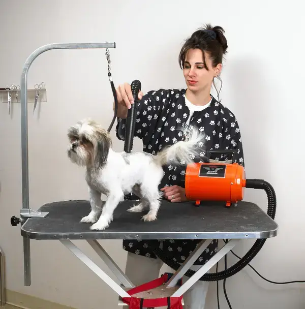 Groomer drying small dog with professional pet hair dryer.