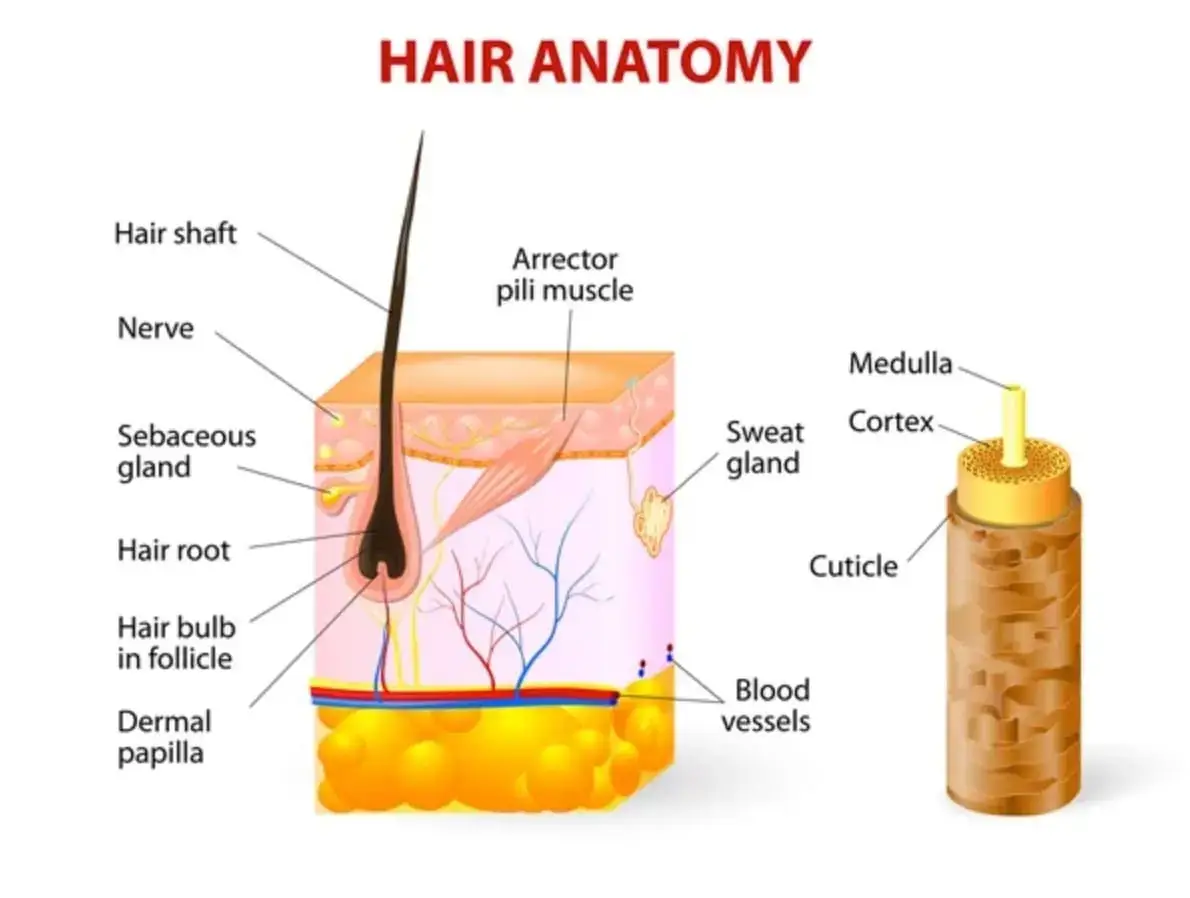 Diagram of hair anatomy with labeled parts.
