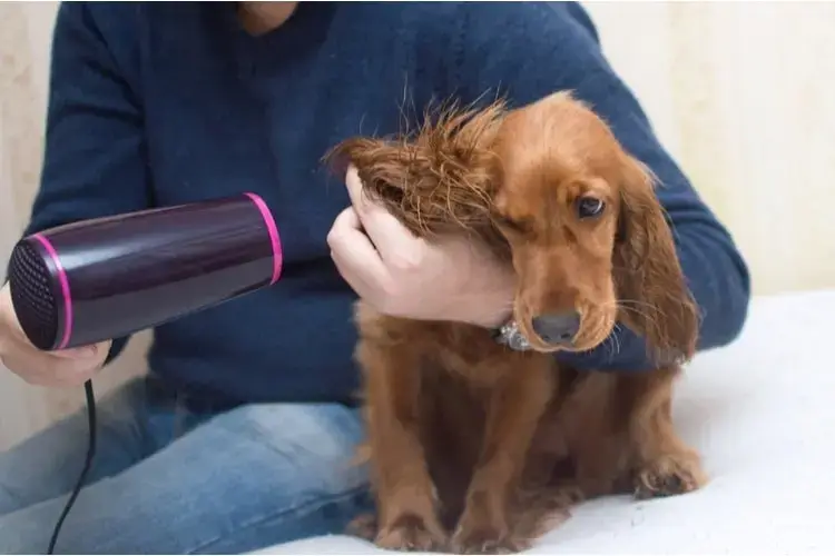 Owner gently drying long-eared brown dog with handheld dryer.