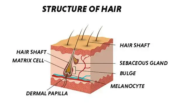 Diagram showing the anatomical structure of hair.