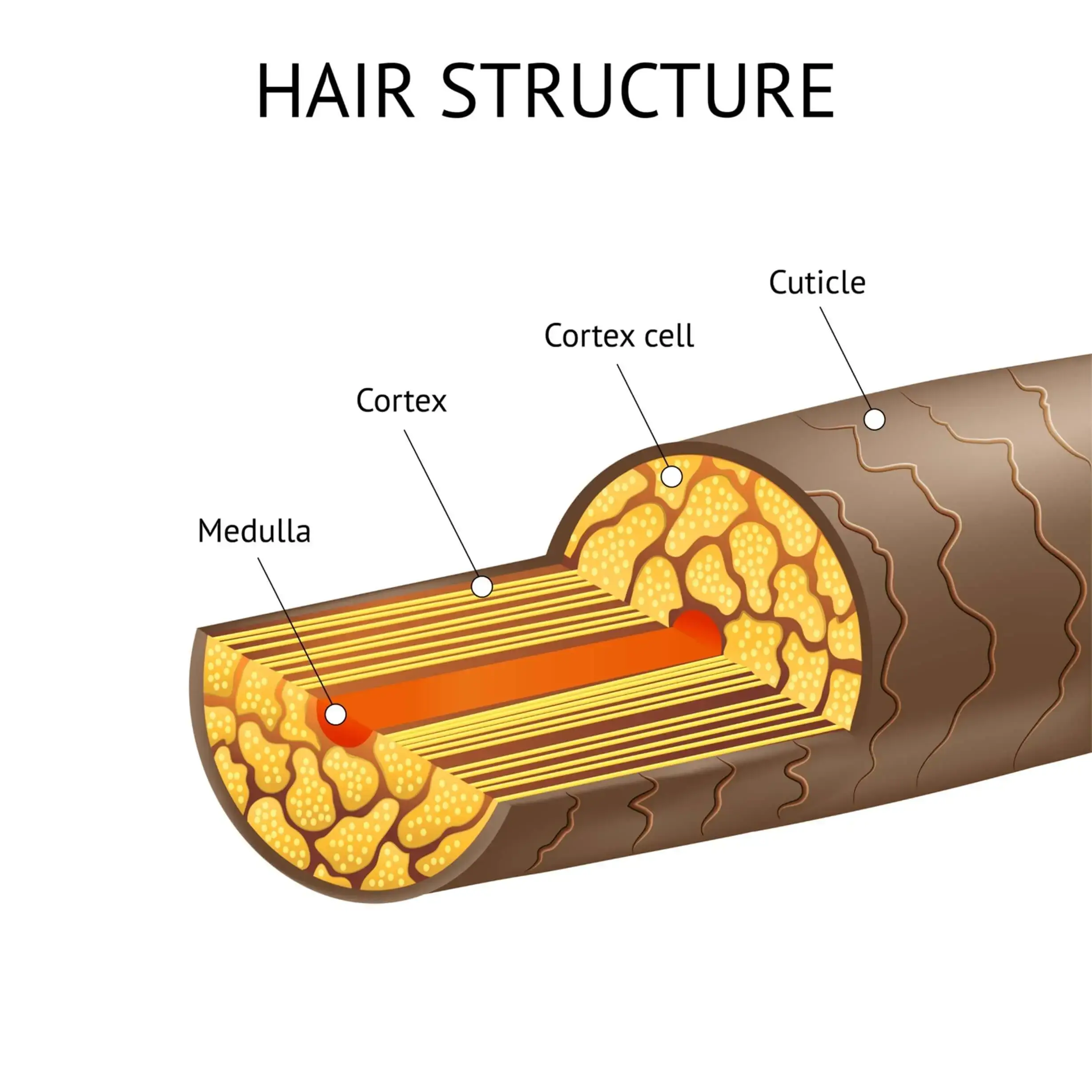 Diagram showing the internal structure of a hair strand